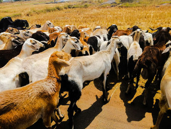 View of sheep on field