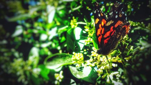 Close-up of butterfly on flowers