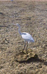High angle view of bird on beach