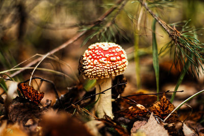 The beauty of the autumn forest