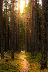 Pine trees in forest