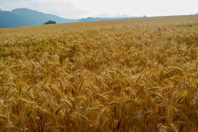 Scenic view of wheat field against sky