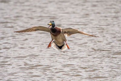 Duck landing on pond