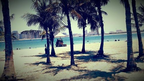 Palm trees on beach