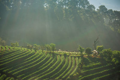 Scenic view of agricultural field