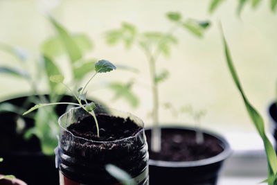 Close-up of potted plant in pot