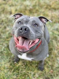 Close-up portrait of a beautiful amstaff dog