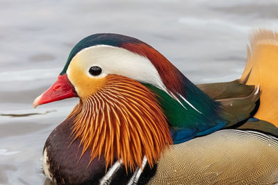 Most beautiful duck in the world, the mandarin duck 