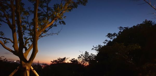 Low angle view of silhouette trees against sky at sunset