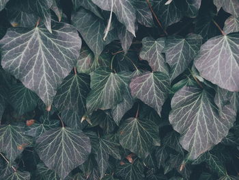 Full frame shot of plants