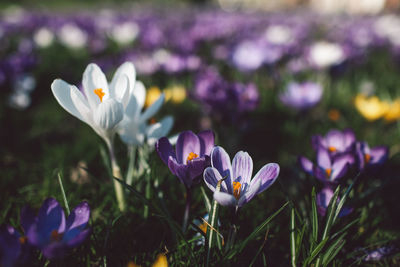 Close-up of purple crocus flowers on field