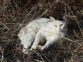 High angle view of cat sitting by plants