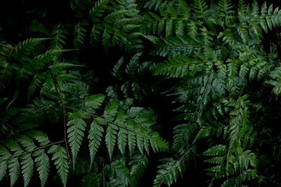 High angle view of fern leaves