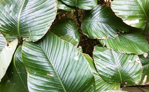 Close-up of leaves on tree