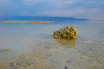 View of crab on beach