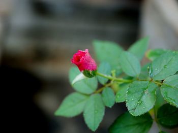 Close-up of pink flower