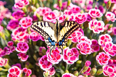 Close-up of butterfly pollinating on pink flower