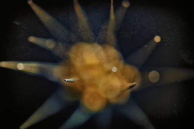 Close-up of jellyfish in water at night