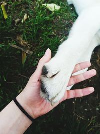 Close-up of hand touching grass