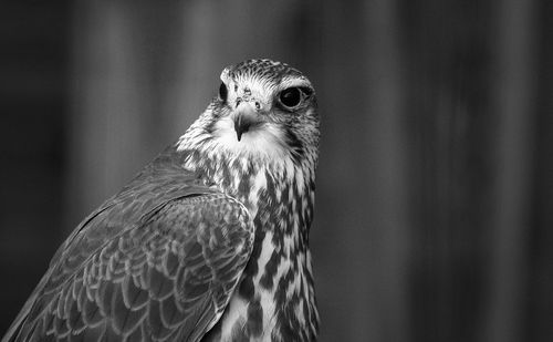 Close-up of owl looking away