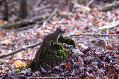 Close-up of squirrel on rock