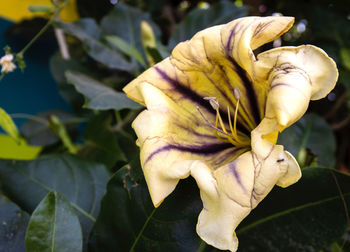 Close-up of wilted flower on plant