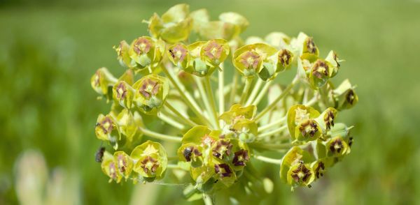 Close-up of yellow flowering plant