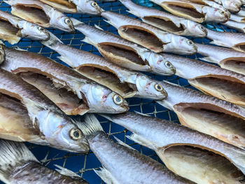 High angle view of dried fish for sale in market