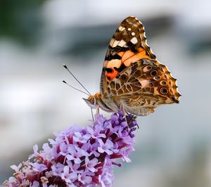 Close-up of butterfly on purple flower