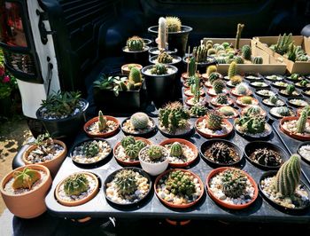 High angle view of potted plants on table