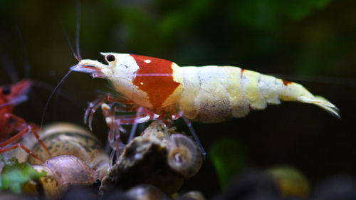 Close-up of crab in aquarium