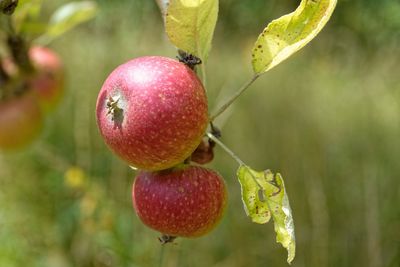 Close-up of apple on tree