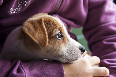 Close-up of puppy on hand