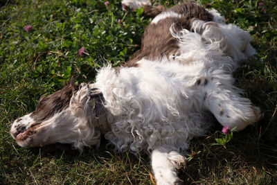 High angle view of dog lying down on grass