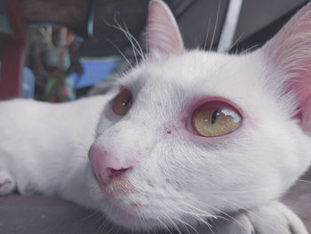 Close-up portrait of a cat