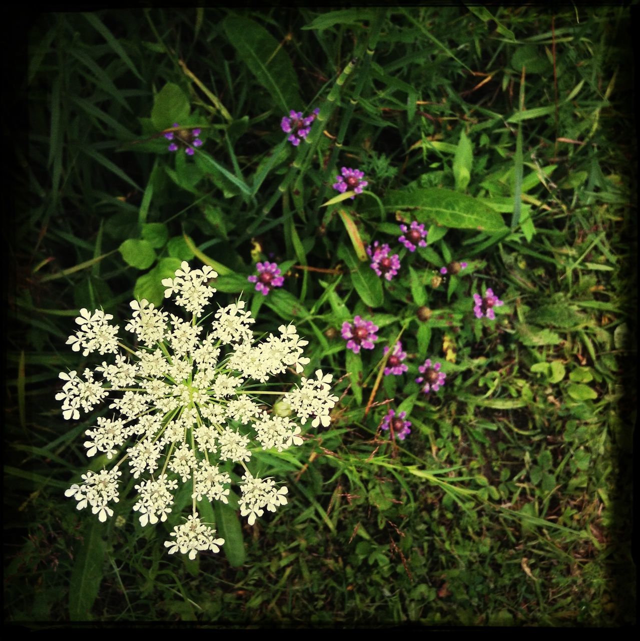 flower, growth, freshness, beauty in nature, fragility, nature, transfer print, plant, petal, blooming, auto post production filter, flower head, high angle view, in bloom, field, blossom, white color, pink color, park - man made space, green color