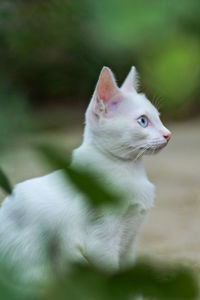 Close-up of cat looking away