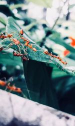 Close-up of insect on plant