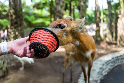 Cropped hand feeding deer at zoo