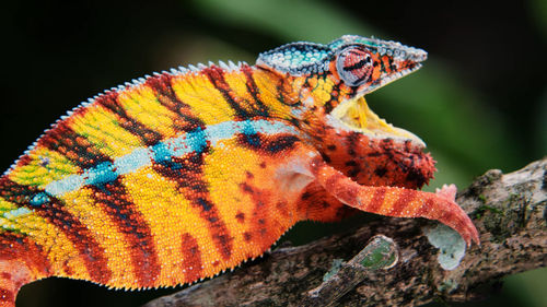 Close-up of butterfly on leaf