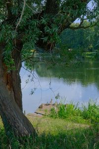 Scenic view of lake by trees in forest