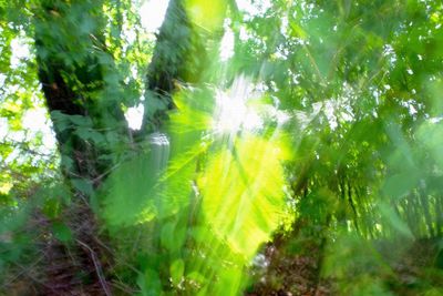 Trees in forest