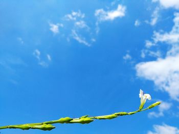 Low angle view of flowering plant against blue sky