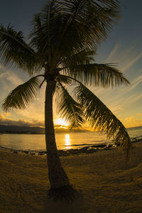 Palm trees at beach during sunset