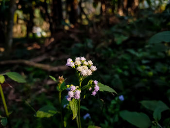 Close-up of flowering plant