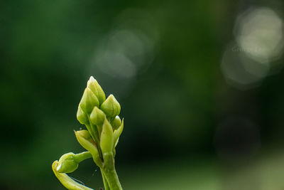 Close-up of green plant