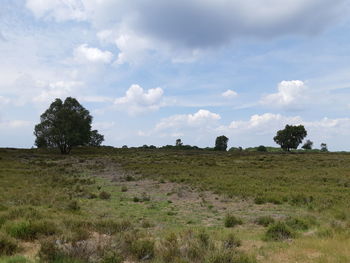 Trees on field against sky