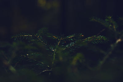 Pine plant with green needles and pine cones in autumn