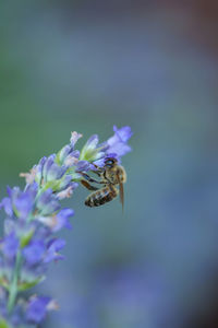 Close-up of bee pollinating on fresh purple flower