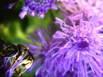 Close-up of insect on flower